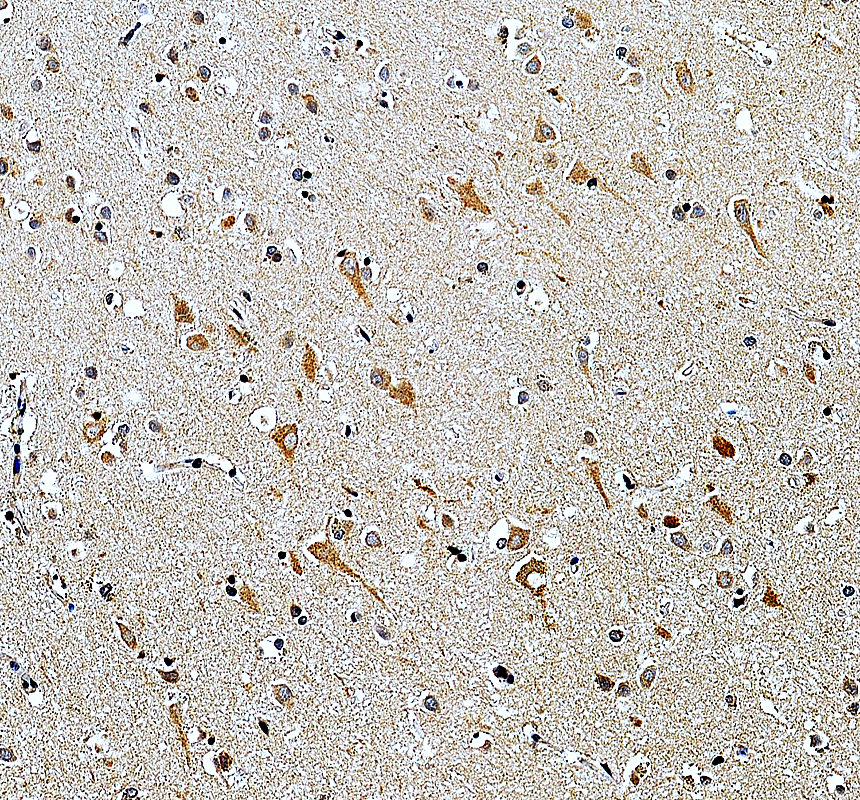 a14845 1 mrpl9 primary antibodies ihc testing 2