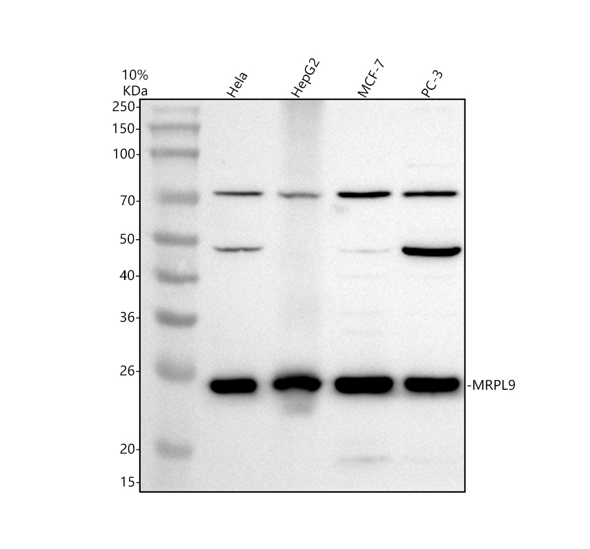 a14845 1 mrpl9 primary antibodies wb testing 1