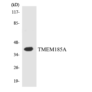 a14846 1 tmem185a primary antibodies wb testing 3