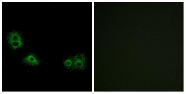 Immunofluorescence analysis of MCF7 cells, using TMEM185A Antibody