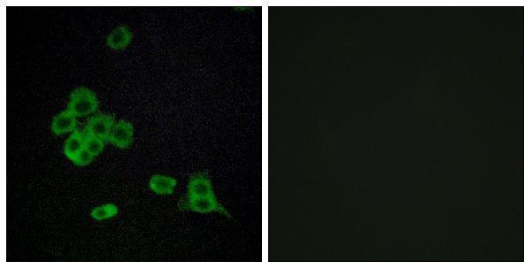 Immunofluorescence analysis of MCF7 cells, using CDH26 Antibody
