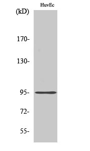 Western Blot analysis of various cells using Cadherin-26 Polyclonal Antibody