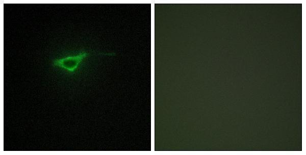 Immunofluorescence analysis of NIH/3T3 cells, using Collagen XX alpha1 Antibody