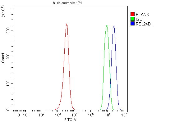 Figure 3. Flow Cytometry analysis of JK cells using anti-RSL24D1 antibody (A14856-1). Overlay histogram showing JK cells stained with A14856-1 (Blue line). To facilitate intracellular staining, cells were fixed with 4% paraformaldehyde and permeabilized with permeabilization buffer. The cells were blocked with 10% normal goat serum. And then incubated with rabbit anti-RSL24D1 Antibody (A14856-1, 1 microg/1x106 cells) for 30 min at 20°C. DyLight®488 conjugated goat anti-rabbit IgG (BA1127, 5-10 microg/1x106 cells) was used as secondary antibody for 30 minutes at 20°C. Isotype control antibody (Green line) was rabbit IgG (1 microg/1x106) used under the same conditions. Unlabelled sample (Red line) was also used as a control.