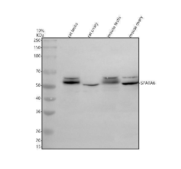 a14863 1 spata6 primary antibodies wb testing 1