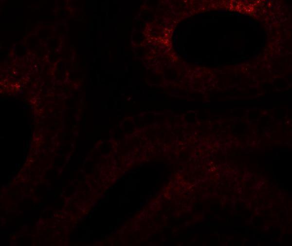 a14863 spata6 primary antibodies if testing 3