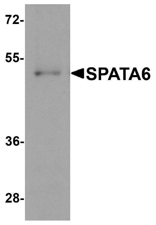 a14863 spata6 primary antibodies wb testing 1