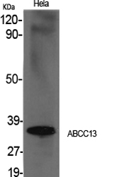 a14867 abcc13 primary antibodyes wb testing 1