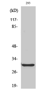 a14867 abcc13 primary antibodyes wb testing 2
