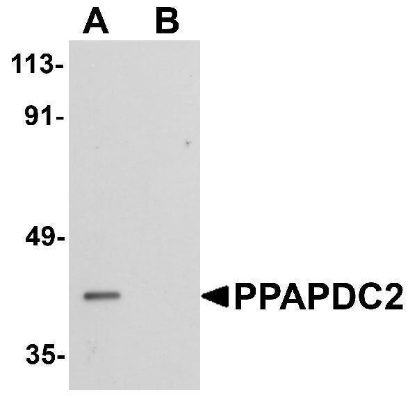 a14868 ppapdc2 primary antibodies wb testing 1