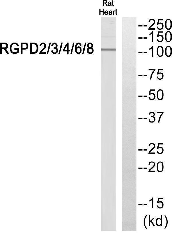 a14875 rgpd8 primary antibodies wb testing 2