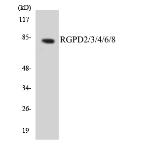 a14875 rgpd8 primary antibodies wb testing 3