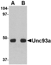 a14884 unc93a primary antibodies wb testing 1