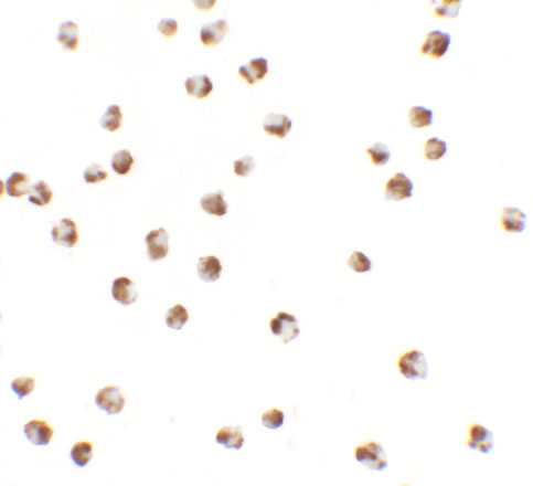 a14890 ypel3 primary antibodies icc testing 2