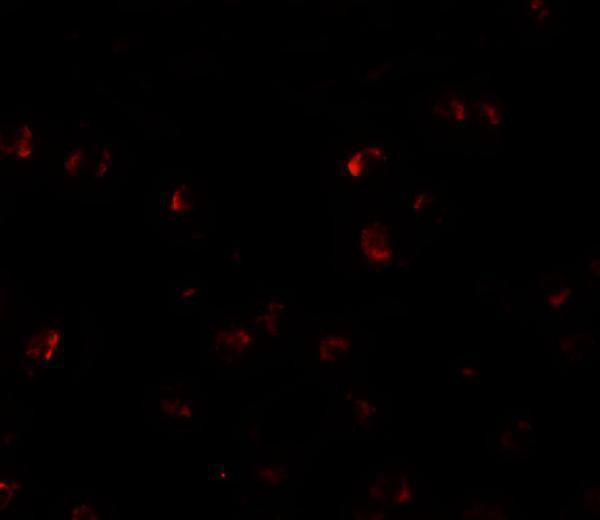 a14890 ypel3 primary antibodies if testing 3