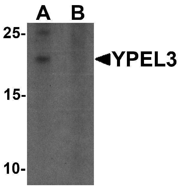 a14890 ypel3 primary antibodies wb testing 1