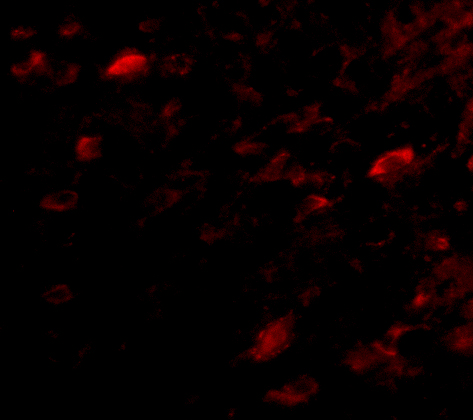 a14892 nipsnap3a primary antibodies if testing 3