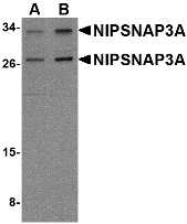 a14892 nipsnap3a primary antibodies wb testing 1