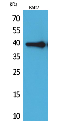 a14896 hspa7 primary antibodies wb testing 1