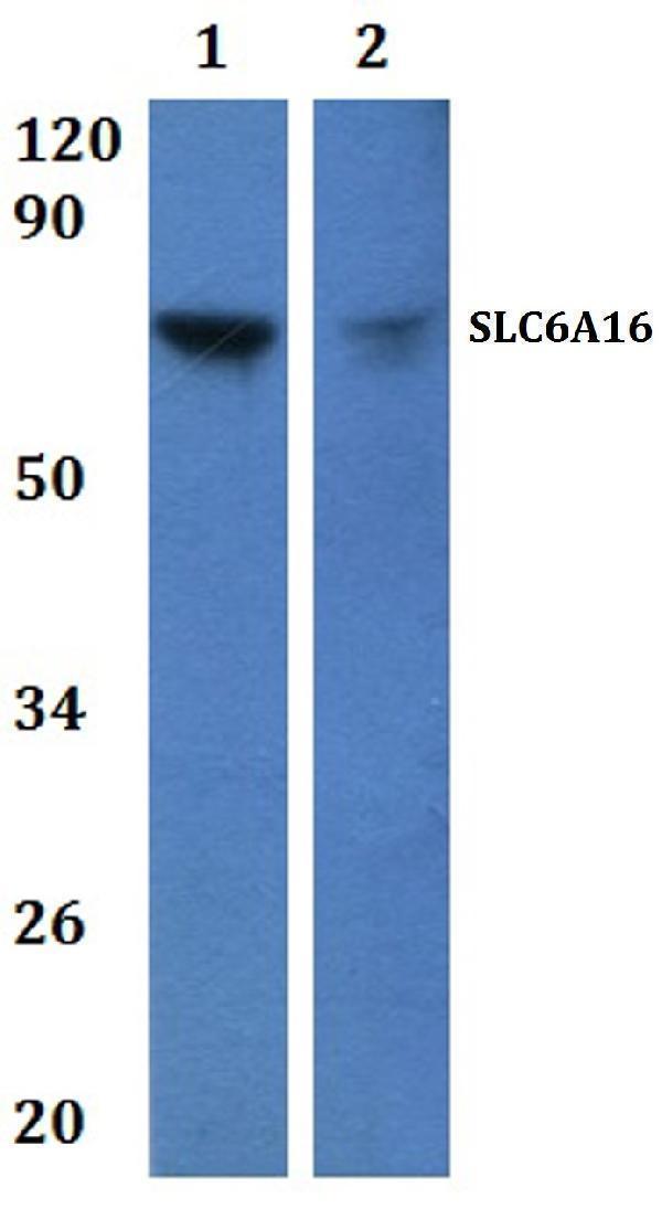Western blot (WB) analysis of SLC6A16 polyclonal antibody at 1:500 dilution  Lane1:HEK293T whole cell lysate   Lane2:H9C2 whole cell lysate  