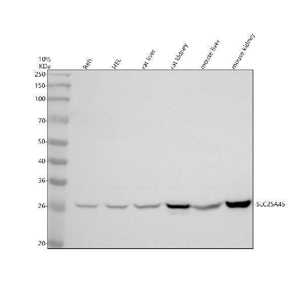 a14907 1 slc25a45 primary antibodies wb testing 1