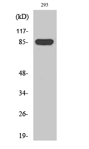 Western Blot (WB) analysis of specific cells using GPR156 Polyclonal antibody