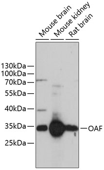 a14926 oaf primary antiboties wb testing 1