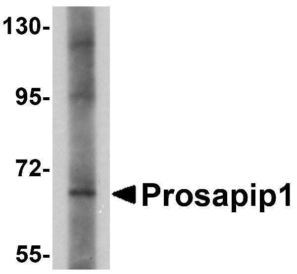 a14930 prosapip1 primary antibodies wb testing 1