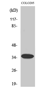 Western Blot analysis of various cells using Olfactory receptor 1A1 Polyclonal Antibody