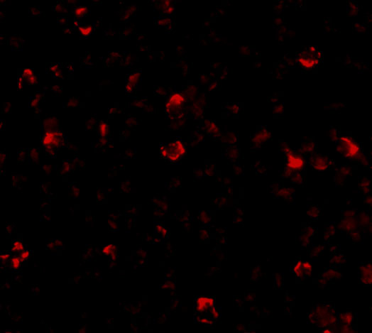 Immunofluorescence of IRGCb in A20 cells with IRGCb antibody at 20 μg/mL
