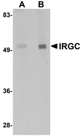 Western blot analysis of IRGC in mouse brain tissue lysate with IRGC antibody at (A) 1 and (B) 2 μg/mL