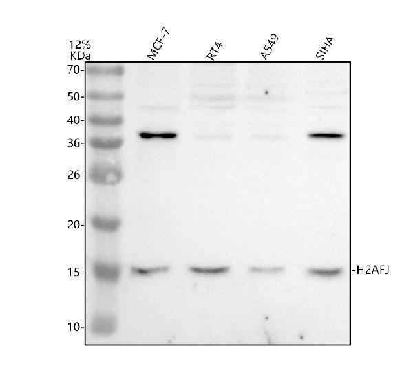 a14943 1 h2aj primary antibodies wb testing 1