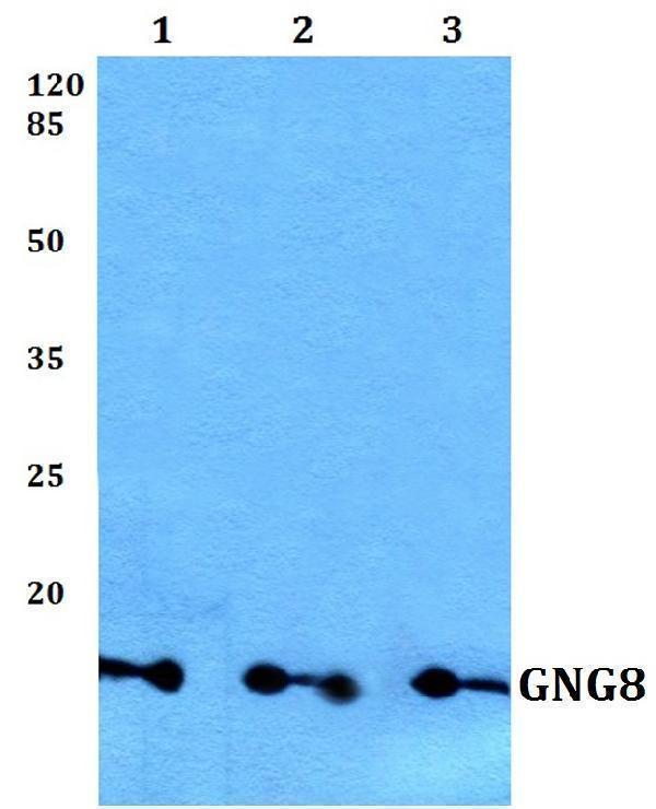 a14944 gng8 primary antiboties wb testing 1