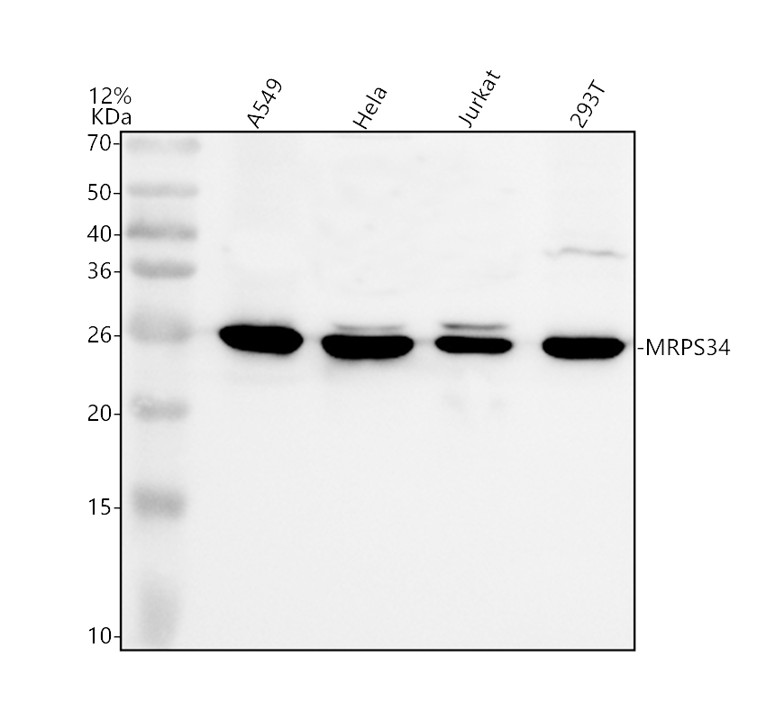a14945 1 mrps34 primary antibodies wb testing 1