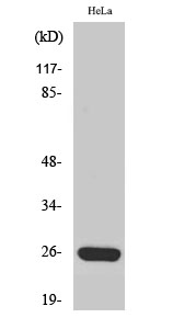 Western Blot analysis of Jurkat cells using MRP-S34 Polyclonal Antibody diluted at 1:1000