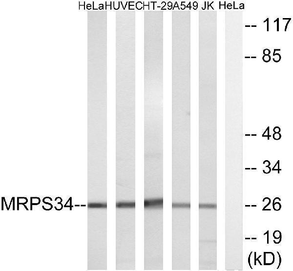 Western blot analysis of lysates from HeLa, HUVEC, HT-29, A549, and Jurkat cells, using MRPS34 Antibody