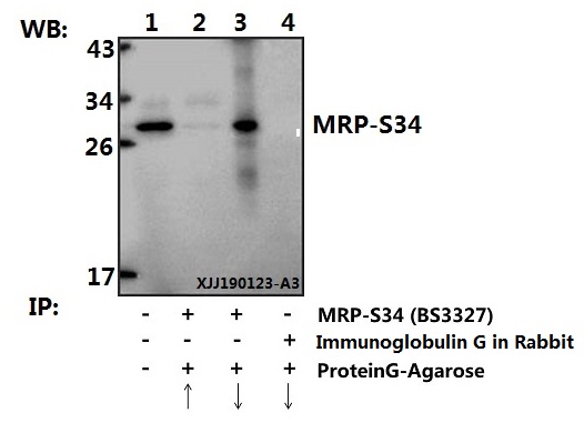 Immunoprecipitation of Kidney tissue lysate of Mouse using MRP-S34 (K214)  polyclonal antibody (Sepharose Bead Conjugate) #BD0048(lane 2 and lane 3) and Nonspecific IgG Control (Sepharose Bead Conjugate) #BD0048 (lane 4 )