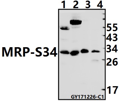 Western blot (WB) analysis of MRP-S34 (K214) pAb at 1:1000 dilution
Lane1:The Kidney tissue lysate of Rat(40ug)
Lane2:The Kidney tissue lysate of Mouse(40ug)
Lane3:HEK293T whole cell lysate(40ug)
Lane4:Panc1 whole cell lysate(40ug)