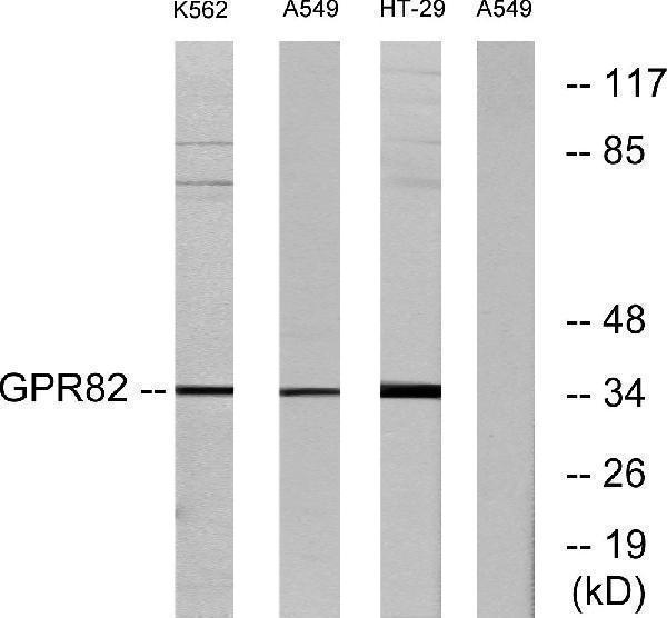 Western blot analysis of lysates from A549, K562, and HT-29 cells, using GPR82 Antibody