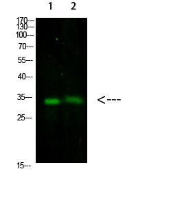 a14951 tnfaip8l3 primary antibodies wb testing 1