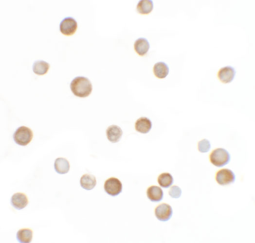 a14962 ypel2 primary antibodies icc testing 2