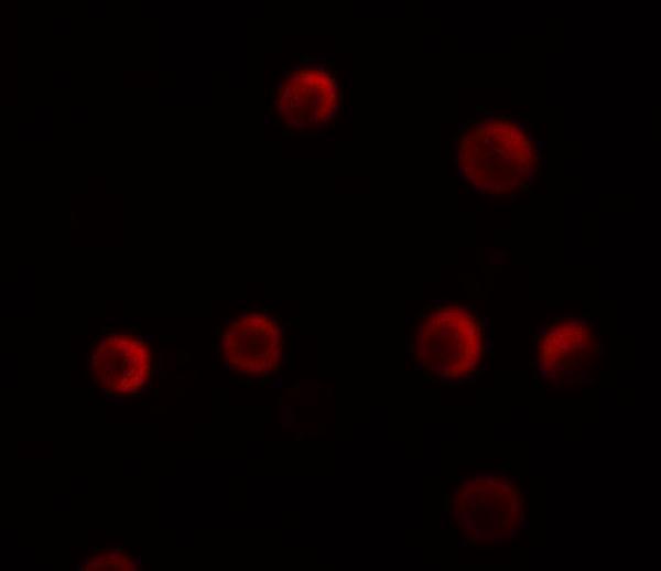 a14962 ypel2 primary antibodies if testing 3