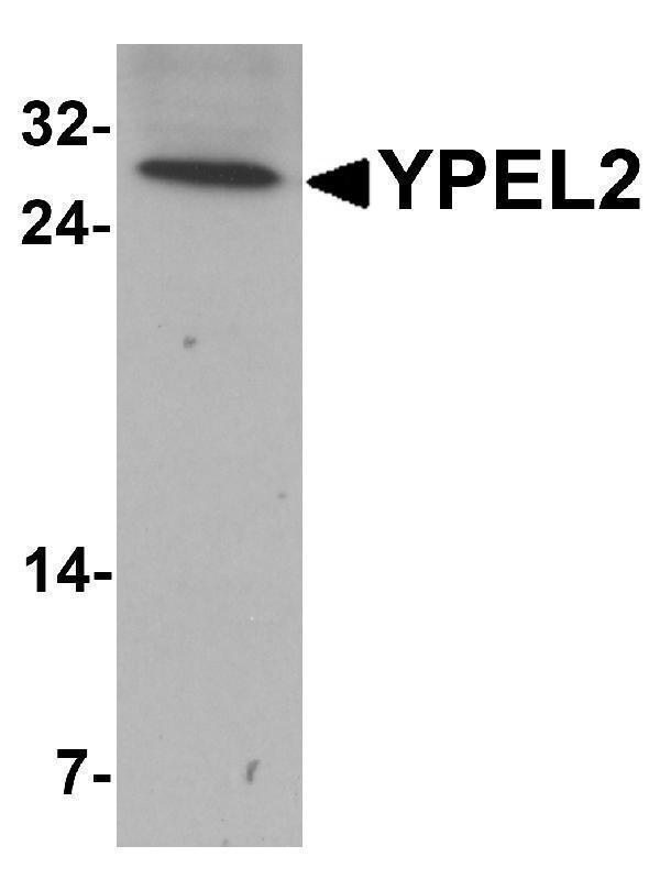 a14962 ypel2 primary antibodies wb testing 1