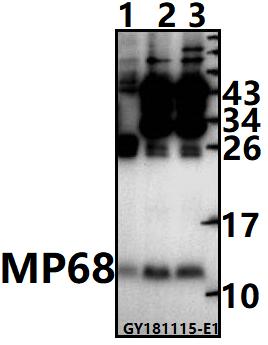 a14971 1 mp68 primary antiboties wb testing 1