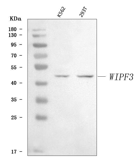  Western blot analysis of WIPF3 using anti-WIPF3 antibody (A14977)