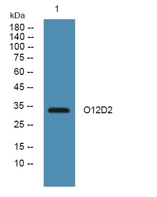 a14980 or12d2 primary antibodies wb testing 1