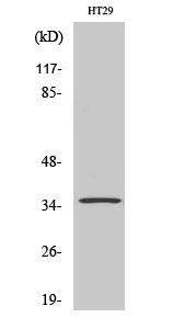 a14987 or2k2 primary antibodyes wb testing 1