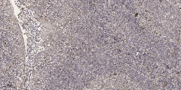 Immunohistochemical analysis of paraffin-embedded human tonsil