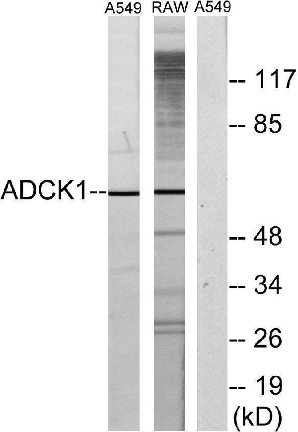 Western blot analysis of lysates from A549 and RAW264