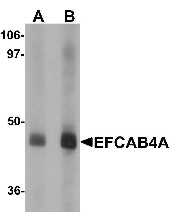 a15005 efcab4a primary antibodies wb testing 1